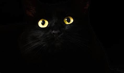 黑色 貓 鸚鵡風水